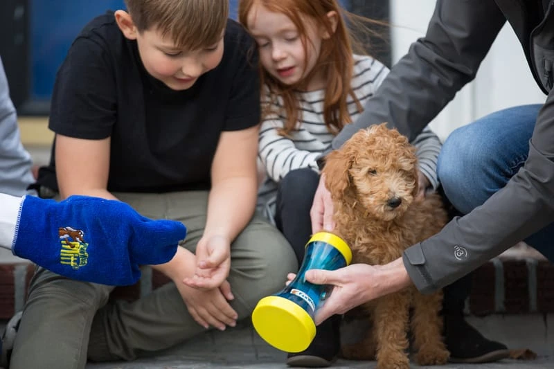 The Brushless Paw Wash